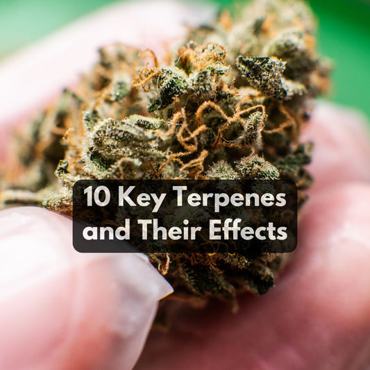 10 Key Terpenes in Cannabis and Their Effects - PhenomWell CBD Store