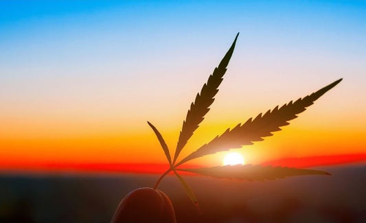 Biphasic? Start low and go slow - PhenomWell CBD Store