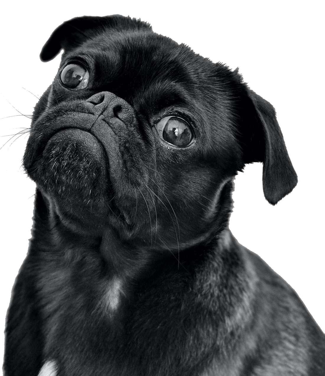 Doggie CBD - PhenomWell CBD Store