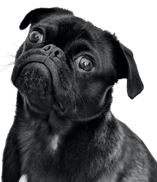 Doggie CBD - PhenomWell CBD Store