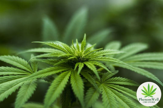 The Cannabis Twins - PhenomWell CBD Store