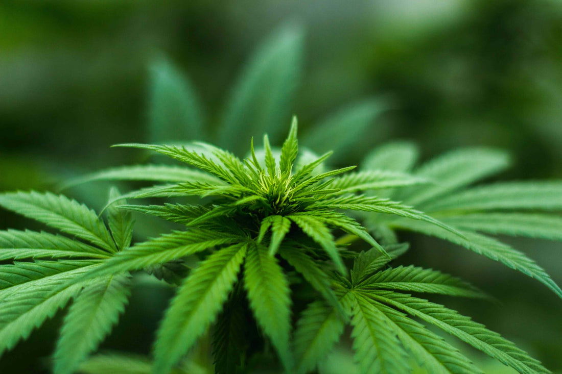 SB 711 - Medical Cannabis in NC - PhenomWell CBD Store