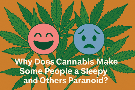 Why Does Cannabis Make Some People Sleepy and Others Paranoid? - PhenomWell CBD Store
