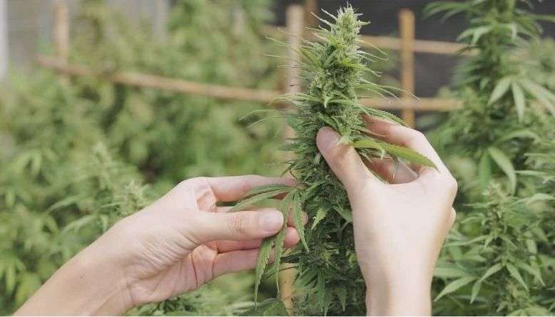 What about strains? - PhenomWell CBD Store