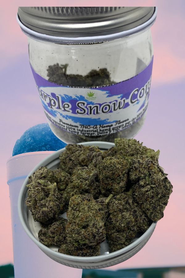 Purple Snow Cone Flower