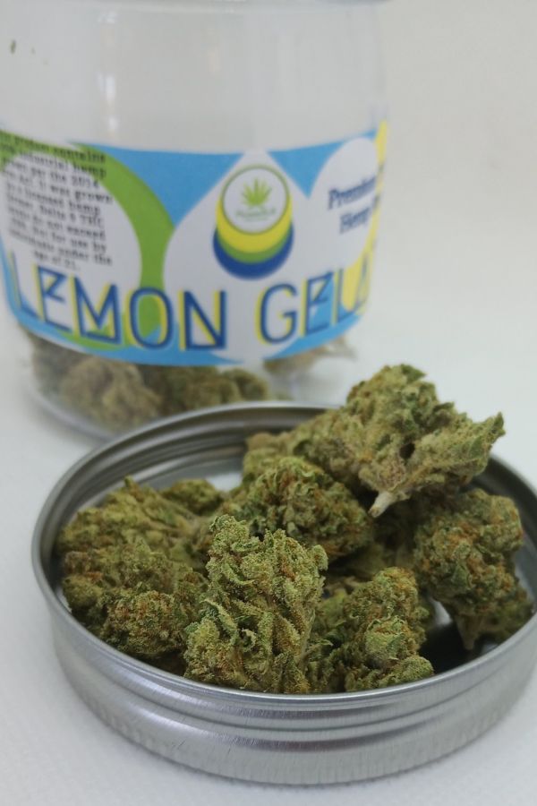 Unveiling the Vibrant and Aromatic Lemon Gelato THCA Flower - PhenomWell CBD Store