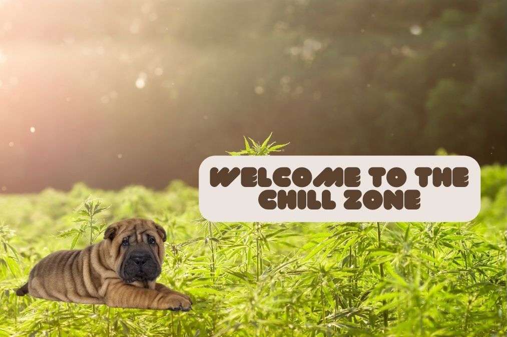 Introducing The Chill Zone – our new online community for hemp enthusiasts - PhenomWell CBD Store