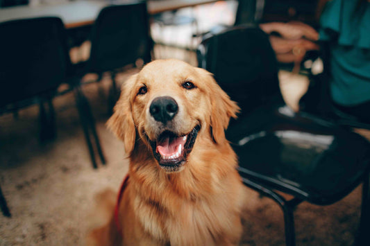 Doggy CBD for July 4th - PhenomWell CBD Store