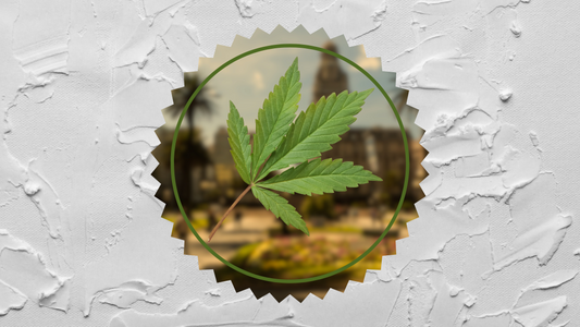 hemp vacation (1)