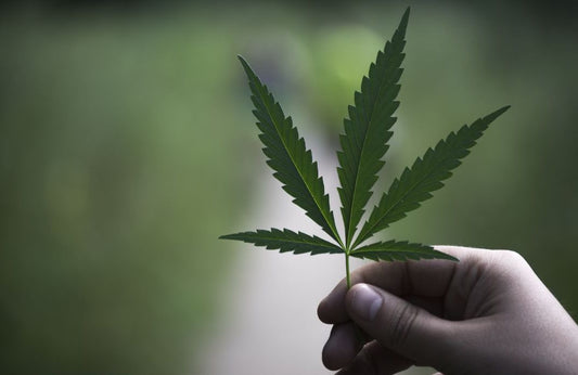 What Texas Just Did to Hemp — And Why Every Cannabis Consumer Should Pay Attention