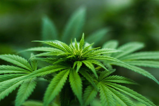 SB 711 - Medical Cannabis in NC - PhenomWell CBD Store